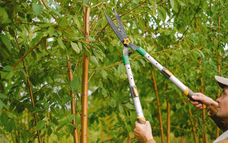 Tree trimming in Okmulgee, OK