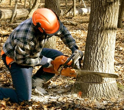 Tree Removal in Okmulgee, OK